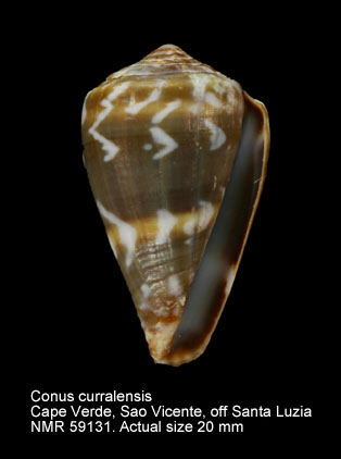 Conus curralensis.jpg - Conus curralensisRolán,1986